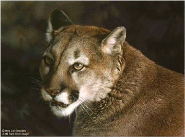 Reproductions of Carl Brenders Paintings Close up Cougar Reproductions of Carl Brenders Paintings Close up Cougar